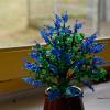 ceanothus-9