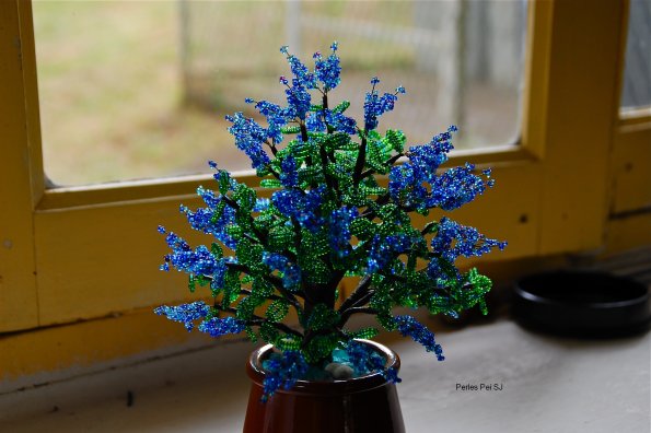 ceanothus-9