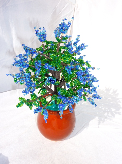 ceanothus