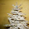 sapin-blanc