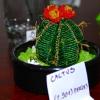 cactus-10