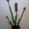 lavande