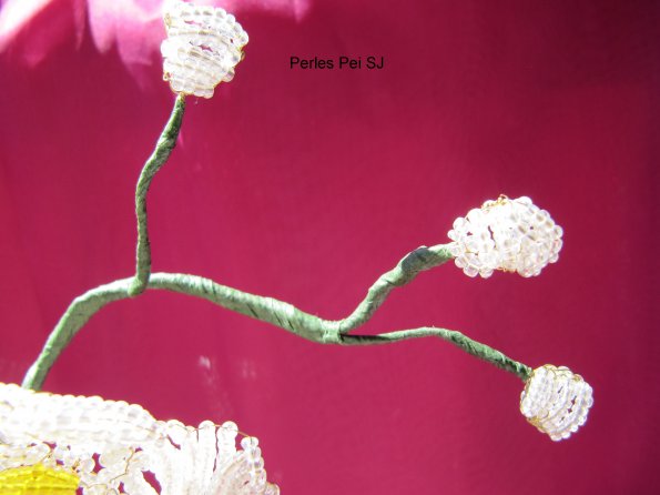 orchidee-blanche-grappe-10