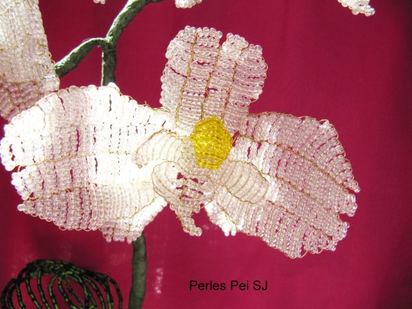 orchidee-blanche-grappe-13