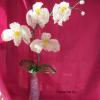 orchidee-blanche-grappe-38