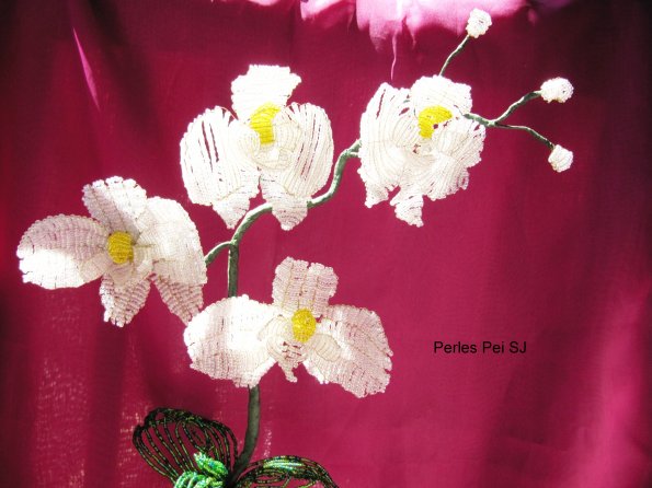 orchidee-blanche-grappe-3