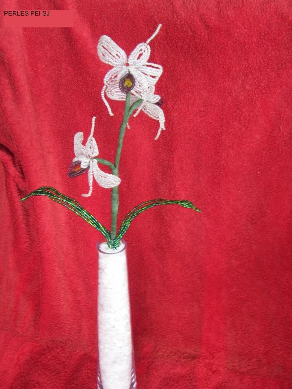 orchidee-jacqueline5