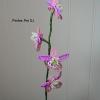 orchidee-rose