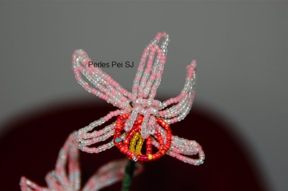 orchidee-rose-tachete