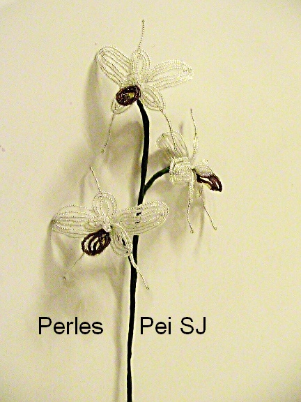 orchidee-blanche-violette-5