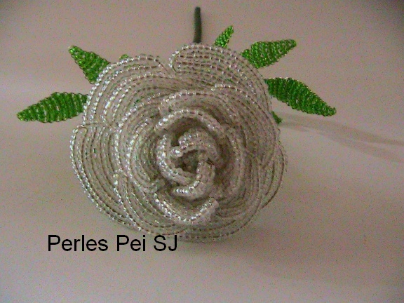 rose-jardin-blanche-3